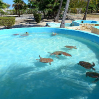 Centro-de-Rescate-de-Tortugas-Marinas-2