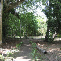 Jungla de Jones.