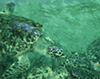 criadero-tortugas