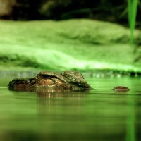 crocodile-195783_960_720