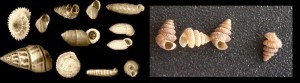 sierracaballos