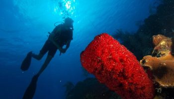 BUCEO EN BARRACUDA