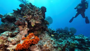 BUCEO EN PLAYA LARGA