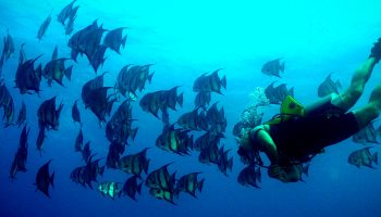 CAYO LEVISA