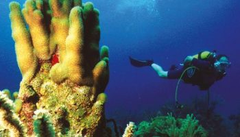 buceo-en-cabo-de-san-antonio.3900-75x60-000000