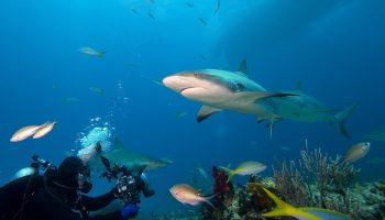 BUCEO EN SANTA LUCIA