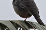 Aves