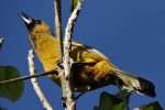 Aves