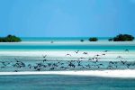 Aves