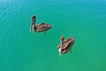 Aves