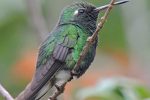 Aves